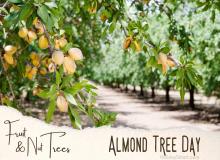 Almond Tree Day