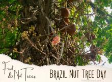 Brazil Nut Tree Day