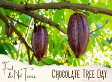 Chocolate Tree Day
