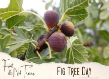 Fig Tree Day