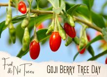 Goji Berry Tree Day