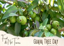 Guava Tree Day