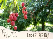 Lychee Tree Day