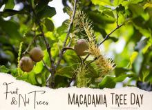 Macadamia Nut Tree Day