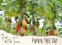 Papaya Tree Day