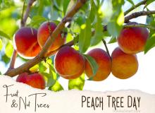 Peach Tree Day