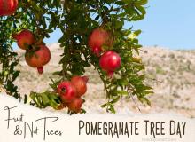 Pomegranate Tree Day