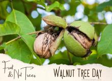 Walnut Tree Day