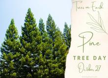 Pine Tree Day
