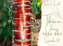 Tibetan Cherry Tree Day