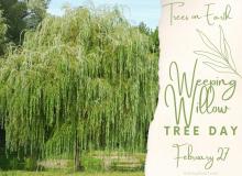 Weeping Willow Tree Day