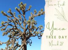 Yucca Tree Day