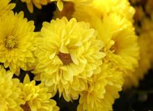 Chrysanthemums Flower Day