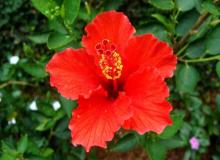 Hibiscus Day