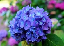 Hydrangea Flower Day