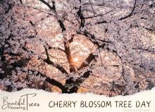Cherry Blossom Tree Day