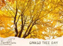 Chinese Ginkgo Tree Day