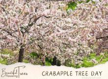 Flowering Crabapple Tree Day