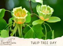 Tulip Tree Day
