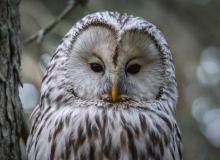 Superb Owl Day
