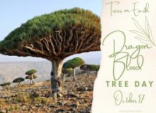 Dragon Blood Tree Day
