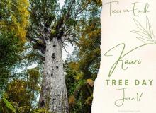 Kauri Tree Day