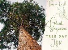 Giant Sequoias Tree Day