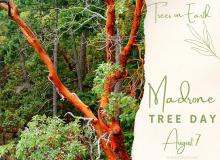 Madrone Tree Day
