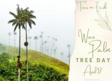 Wax Palm Tree Day