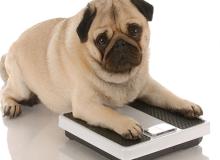 Pet Obesity Awareness Day
