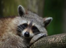 International Raccoon Appreciation Day