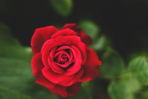 Red Rose Day