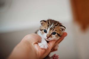Kitten Day