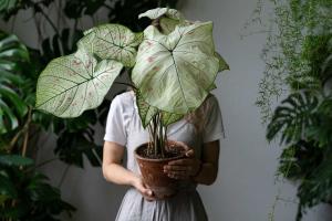 Take Your Houseplant For a Walk Day