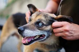 Blind Dog Day