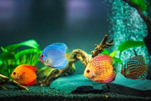 Aquatic Fish Day