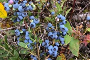 Wild Foods Day