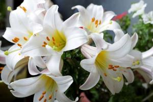 Lily Flower Day